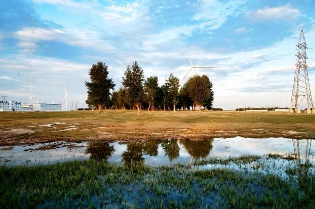 1734655694679284.jpg 草原银珠.jpg